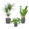 3x Zimmerpflanzen für halbschattige Standorte - Monstera Minima, Glücksfeder & Drachenbaum - ↕ 25–95 cm - Ø 12–21 cm | Viber-Übertopf Grau