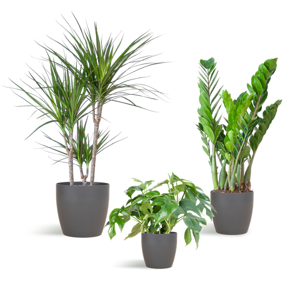 3x Zimmerpflanzen für halbschattige Standorte - Monstera Minima, Glücksfeder & Drachenbaum - ↕ 25–95 cm - Ø 12–21 cm | Viber-Übertopf Grau