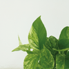 4x Efeutute – Epipremnum Marble Queen – ↕ 15 cm – Ø 12 cm