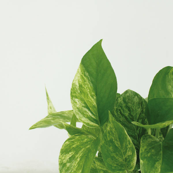 4x Efeutute – Epipremnum Marble Queen – ↕ 15 cm – Ø 12 cm