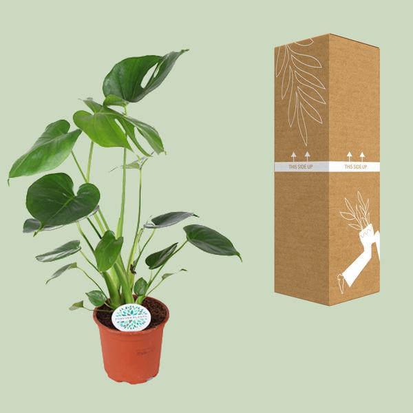 Fensterblatt - Monstera Deliciosa - ↕ 45 cm - Ø 14 cm