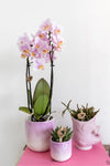 Nachtfalterorchidee rosa – Phalaenopsis Orchidee – Andorra – ↕ ca. 35–45 cm – Ø 9 cm