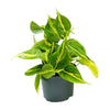 Starter-Set „Fensterbank“ – 5 Zimmerpflanzen mit Übertöpfen – im Set enthalten: Baumfreund ‚Brasil' – Philodendron scandens