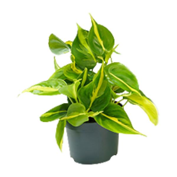 Starter-Set „Fensterbank“ – 5 Zimmerpflanzen mit Übertöpfen – im Set enthalten: Baumfreund ‚Brasil' – Philodendron scandens