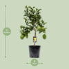 Zitronenbaum – Citrus limon – ↕ 80 cm – Ø 22 cm