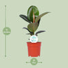 Gummibaum - Ficus Elastica Robusta - ↕ 55 cm - Ø 17 cm