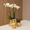 Nachtfalterorchidee weiß – Phalaenopsis Orchidee – Amabilis – ↕ ca. 35–45 cm – Ø 9 cm