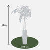2x Glyzinie – Wisteria sinensis 'Prolific' – ↕ 65 cm – Ø 15 cm