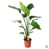 Strelitzia Nicolai - ↕ 100 cm - Ø 21 cm
