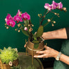 Nachtfalterorchidee - Phalaenopsis - ↕ 35 cm - Ø 9 cm | im goldenen Groove-Ziertopf