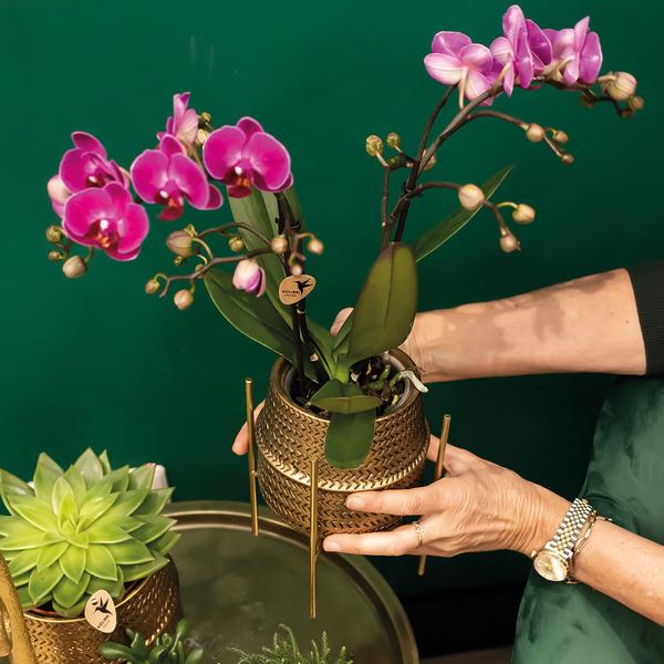 Nachtfalterorchidee - Phalaenopsis - ↕ 35 cm - Ø 9 cm | im goldenen Groove-Ziertopf