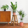 3x Zimmerpflanzen für halbschattige Standorte - Monstera Minima, Glücksfeder & Drachenbaum - ↕ 25–95 cm - Ø 12–21 cm