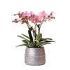 Nachtfalterorchidee - Phalaenopsis rosa Treviso - ↕ 35 cm - Ø 12 cm | im silbernen Groove-Topf Ø 12 cm, Höhe 35 cm