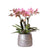 Nachtfalterorchidee - Phalaenopsis rosa Treviso - ↕ 35 cm - Ø 12 cm | im silbernen Groove-Topf Ø 12 cm, Höhe 35 cm