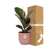 Gummibaum - Ficus Elastica Robusta - ↕ 59 cm - Ø 14 cm | ELHO Vibes Fold Übertopf rosa