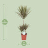 Drachenbaum - Dracaena Bicolor - ↕ 95 cm - Ø 21 cm
