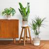 3x Zimmerpflanzen für halbschattige Standorte - Monstera Minima, Glücksfeder & Drachenbaum - ↕ 25–95 cm - Ø 12–21 cm | inkl. Jute-Korb Lissabon Weiß