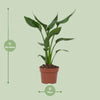 Strelitzia Reginae - ↕ 35 cm - Ø 12 cm