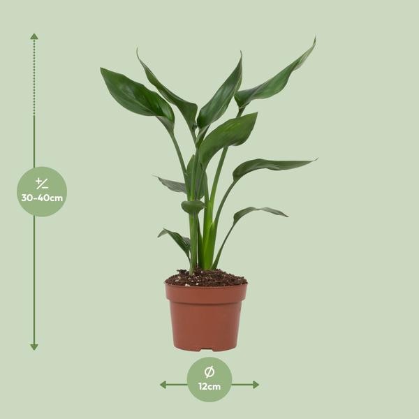 Strelitzia Reginae - ↕ 35 cm - Ø 12 cm