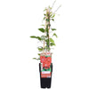 Clematis Hagley Hybrid – ↕ 65 cm – Ø 15 cm