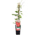 Clematis Hagley Hybrid – ↕ 65 cm – Ø 15 cm