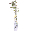 3x Kletterrose – Rosa Crazy in Love 'Vanilla' – ↕ 65 cm – Ø 15 cm