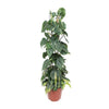 Philodendron Scandens Brasil - ↕ 120 cm - Ø 24 cm