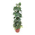 Philodendron Scandens Brasil - ↕ 120 cm - Ø 24 cm