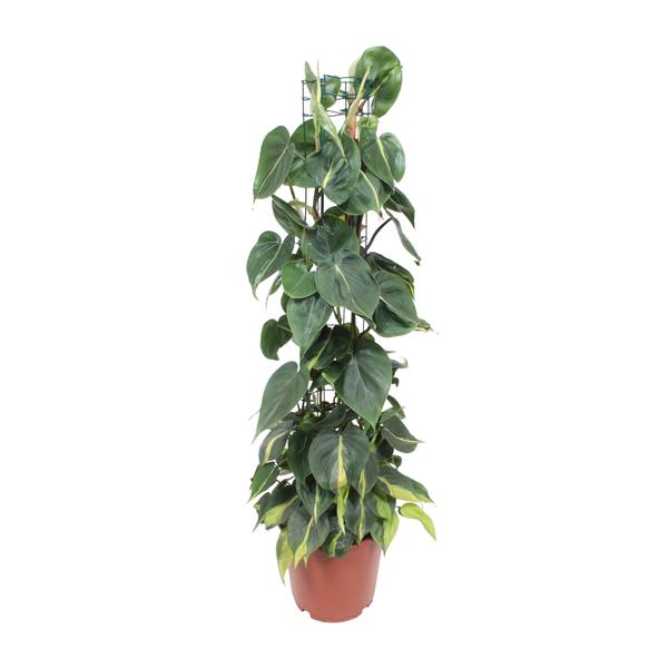 Philodendron Scandens Brasil - ↕ 120 cm - Ø 24 cm