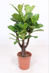 Geigen-Feige - Ficus Lyrata verzweigt - ↕ 120 cm - Ø 27 cm
