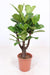 Geigen-Feige - Ficus Lyrata verzweigt - ↕ 120 cm - Ø 27 cm