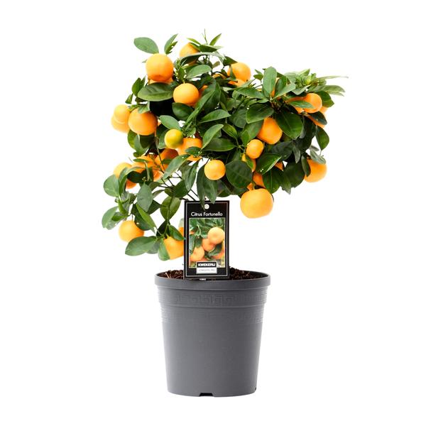Zwergorangenbaum – Citrus calamondin – ↕ 40 cm – Ø 15 cm