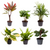 6x Babypflanzen-Überraschungsbox - Ø 6 cm - ↕ ca. 10 cm