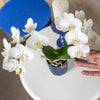 Nachtfalterorchidee weiß – Phalaenopsis Orchidee – Amabilis – ↕ ca. 35–45 cm – Ø 9 cm