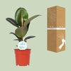 Gummibaum - Ficus Elastica Robusta - ↕ 55 cm - Ø 17 cm