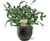 Blaufarn – Phlebodium Blue Star – ↕ 35 cm – Ø 12 cm | Beau Übertopf Schwarz – ↕ 13 cm – Ø 14 cm