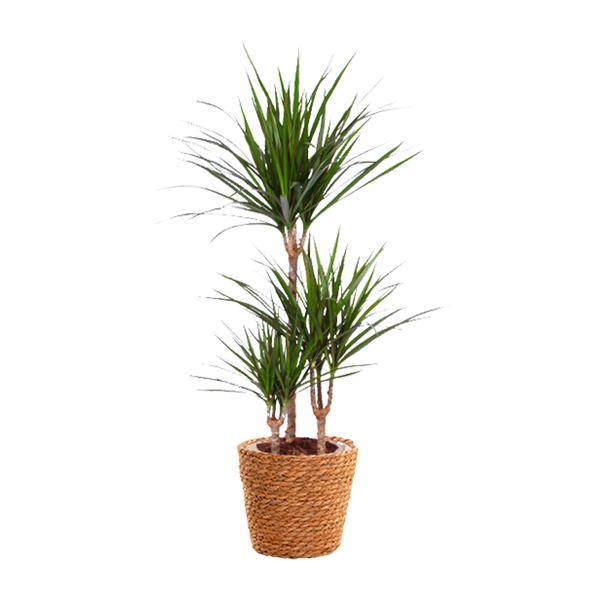 Drachenbaum - Dracaena Marginata - ↕ 95 cm - Ø 21 cm | inkl. Topf Natur