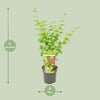 Fächerahorn – Acer palmatum Going Green – ↕ 50 cm – Ø 19 cm