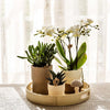 Nachtfalterorchidee - Phalaenopsis - ↕ ca. 40 cm - Ø 9 cm | 3er-Set Slow Living inkl. Keramik-Zierpflanztöpfen