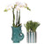 Nachtfalterorchidee - Phalaenopsis Amabilis weiß & Sukkulente - 2 Pflanzen - ↕ 40 cm - Ø 9 cm | Fish-Topf Grün & Painted Stripe-Topf Grün