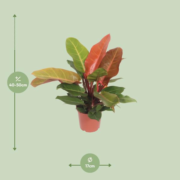 Philodendron – Prince of Orange – ↕ 45 cm – Ø 17 cm