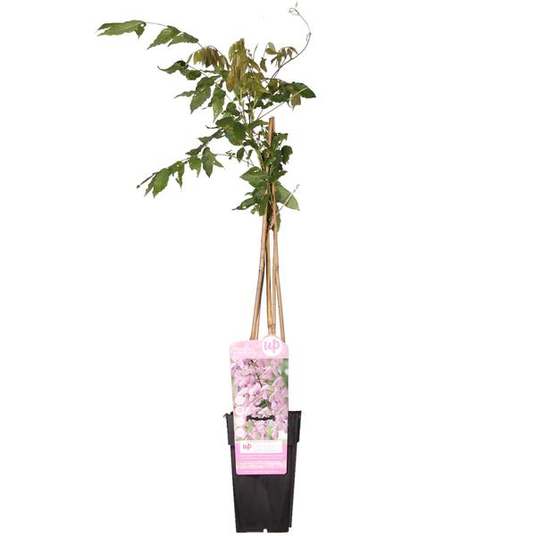 Japanischer Blauregen ‚Rosea' – Wisteria floribunda