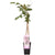 Wisteria floribunda 'Rosea' - Rosa Regen - Ø15cm - ↕65cm