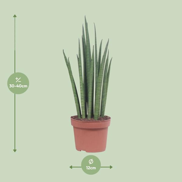 Bogenhanf - Sansevieria Fernwood Punk - ↕ 35 cm - Ø 12 cm