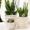 Nachtfalterorchidee - Phalaenopsis - ↕ ca. 35 cm - Ø 9 cm | 2er-Set Slow Living Small auf weißem organischen Tablett