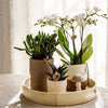 Nachtfalterorchidee - Phalaenopsis - ↕ ca. 40 cm - Ø 9 cm | 3er-Set Slow Living inkl. Keramik-Zierpflanztöpfen