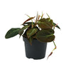Philodendron Micans - ↕ 15 cm - Ø 12 cm