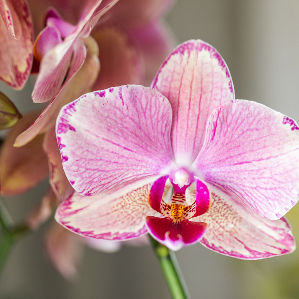Nachtfalterorchidee - 2x Phalaenopsis rosa - KOMBI ANGEBOT - Ø 12 cm