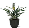 Zierananas - Bromelia Ananas - ↕ 30 cm - Ø 12 cm | Potenza Übertopf schwarz – ↕ 11 cm – Ø 13 cm