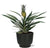 Zierananas - Bromelia Ananas - ↕ 30 cm - Ø 12 cm | Potenza Übertopf schwarz – ↕ 11 cm – Ø 13 cm